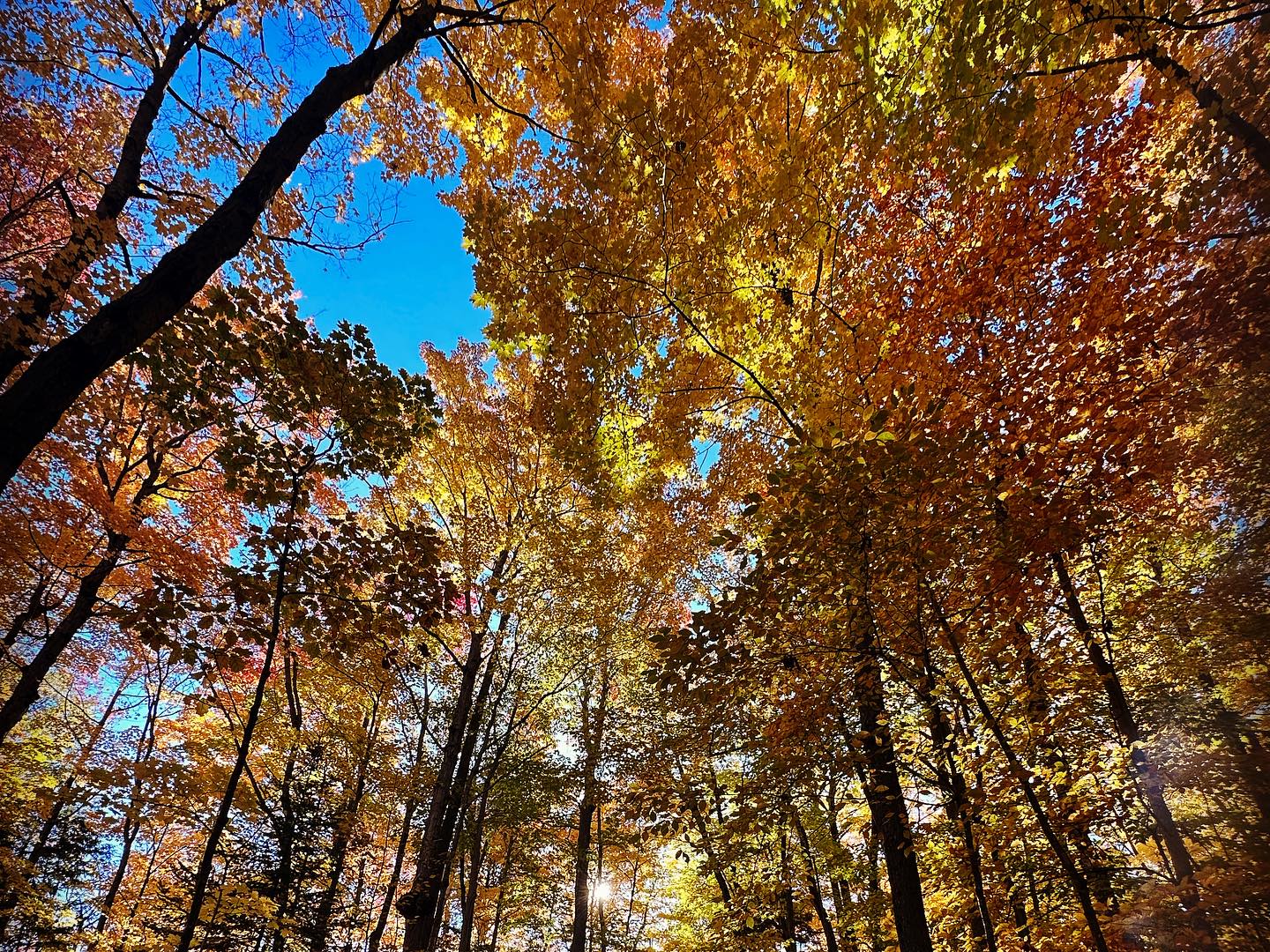 Ritual - "Stand on Guard for Thee Tree Planting" - Image 7