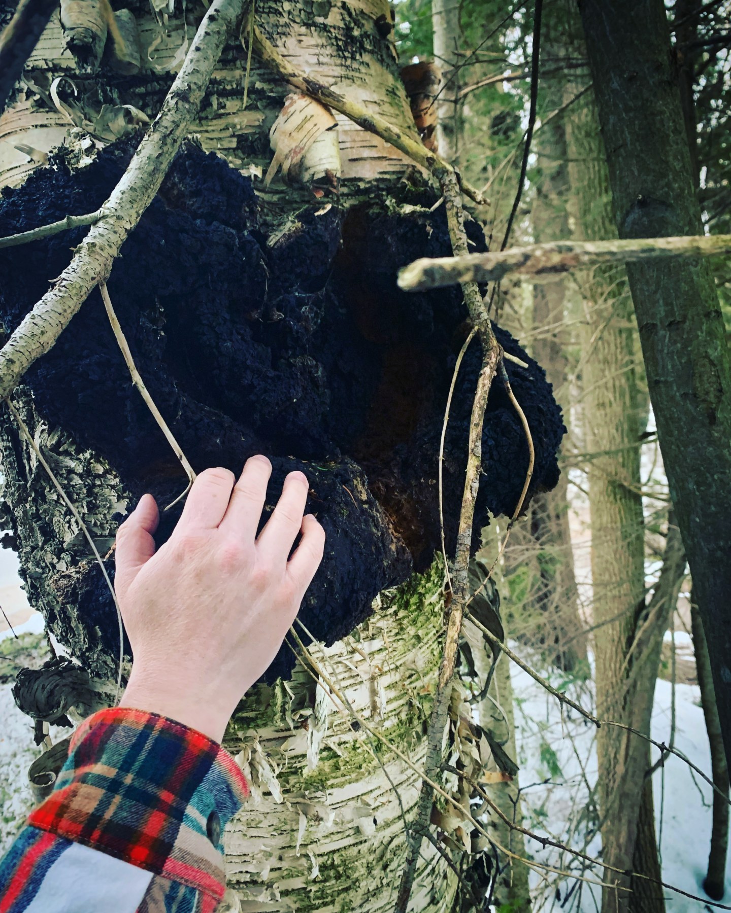 "TEA'S ME" - Foraging Hike & Chaga Ceremony + Forest Photo Session - Image 2
