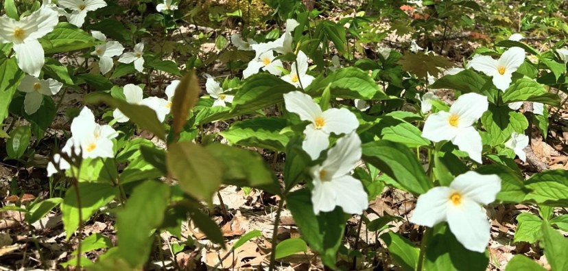 Beautiful spring trilliums in Tiny Ontario, Georgian Bay